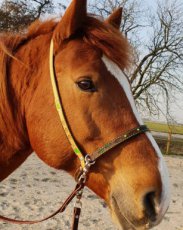 Sidepull met veertjes