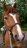 side pull western style maat Cob/Full