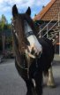 Celtisch sidepull hoofdstel met split reins