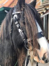 Celtisch sidepull hoofdstel met split reins