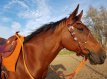 Gekruiste frontriem, keltische touch en twists