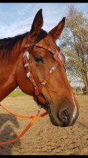 Gekruiste frontriem, keltische touch en twists