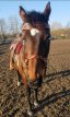 Hoofdstelset met magic braid en frontriem met veer