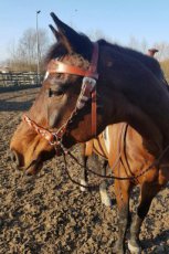 Hoofdstelset met magic braid en frontriem met veer