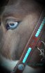 Custom Sidepull/kaptoom/western reins set