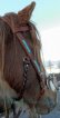 Custom Sidepull/kaptoom/western reins set
