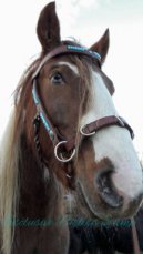 Custom Sidepull/kaptoom/western reins set