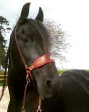 Kingekruist hoofdstel voor Nicky
