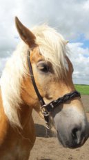 Minimalistisch sidepull hoofdstel magic braid