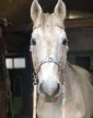 Sidepull hoofdstel met twists