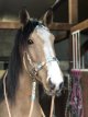 Sidepull hoofdstel met twists