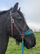 Sidepull met veren