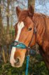 Sidepull met veren