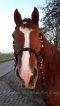 Sidepull hoofdstel met magic braid effen kleur