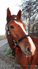 Sidepull hoofdstel met magic braid effen kleur